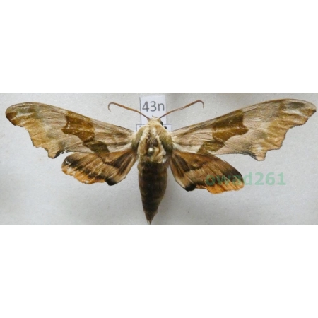 Mimas tiliae (Linnaeus, 1758) Nastrosz lipowiec Poland43n